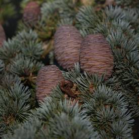 Cedarwood, Atlas, essential oil